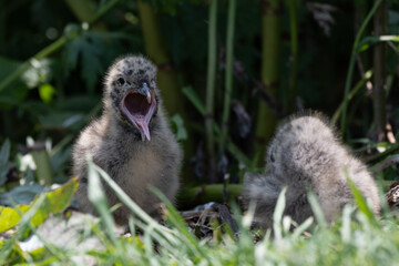 Chick of Black-tailed gull opening mouth