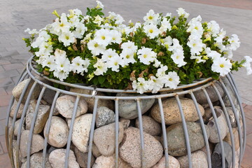 White petunias in a vase with stones