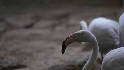 Fototapeta premium Close View of Flamingo in Soft Natural Light