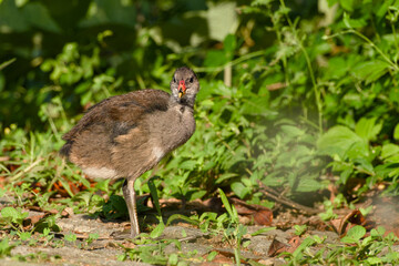 common moorhen chick standing on the ground close-up

