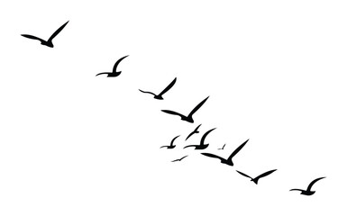 Birds Silhouette Pattern on White Background