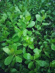 green leaves background