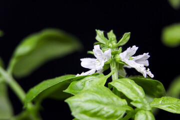 white basil flowers and green leaves on black background