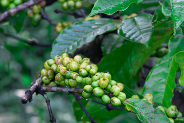 Young Robusta coffee beans (Coffea canephora) thriving in lowlands. Rich in antioxidants, boosts...