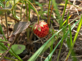 Wild Strawberry Ripening Under the Summer Sun