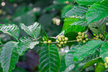 Young Robusta coffee beans (Coffea canephora) thriving in lowlands. Rich in antioxidants, boosts...