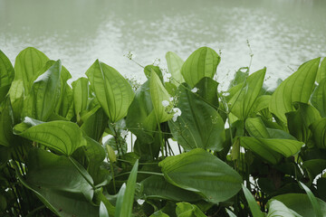 green plant 