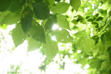コシアブラの葉と木漏れ日 / Sunlight filtering through Chengiopanax sciadophylloides...