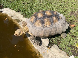 giant tortoise beside small pond