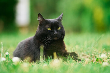 cat relaxing on green grass in sunny garden