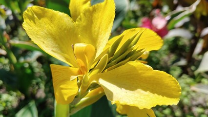 beautiful flower in the garden