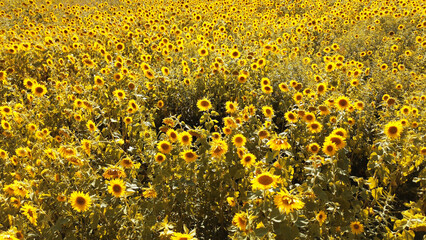 Close-up of sunflowers ready for oil harvest in a summer field