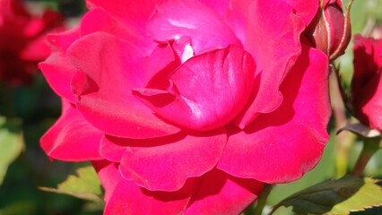 beautiful red rose in the garden