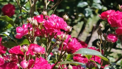 red roses in the garden