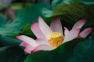 lotus