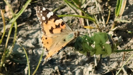 close - up shot of beautiful butterfly