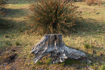 Dead tree trunk  by lake Fogliano, Circeo National Park, Italy
