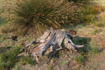 Dead tree trunk  by lake Fogliano, Circeo National Park, Italy
