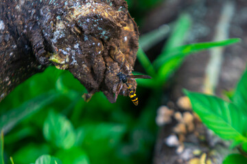 Long-tailed wasp (Rhyssinae) searching wood to build nest. Known for parasitic benefits. Contains...