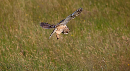 Long eared owl hunting over a meadow
