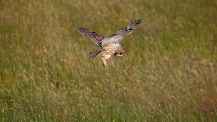 Long eared owl hunting over a meadow
