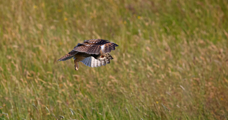 Long eared owl hunting over a meadow