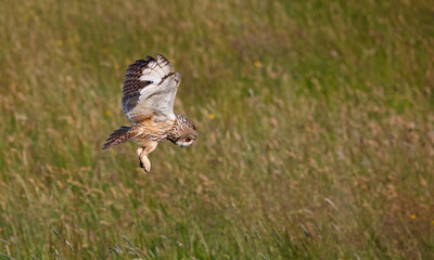 Long eared owl hunting over a meadow