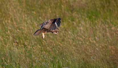 Long eared owl hunting over a meadow