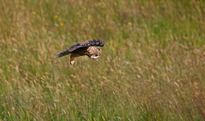 Long eared owl hunting over a meadow