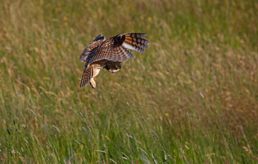 Long eared owl hunting over a meadow