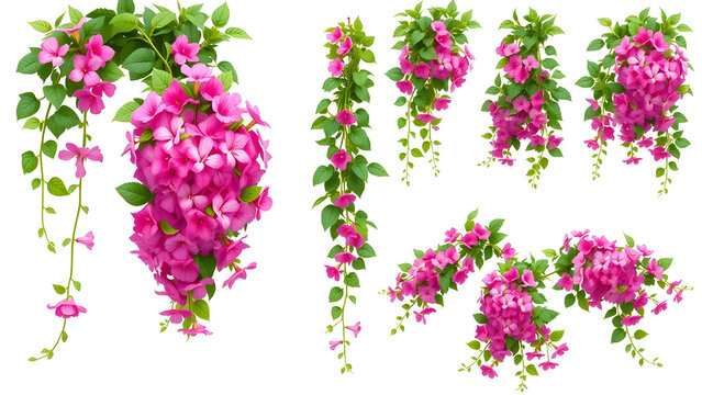 Set of Phlox paniculata creeper plants, 3D render style. Includes multiple views and arrangements &mdash; trailing vines, blooming clusters, and leaf