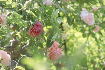 Raos Rosengarten im Sommer bei Licht uns Schatten