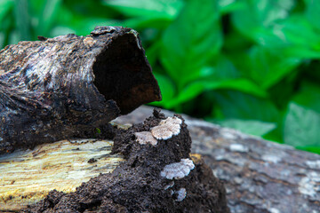 Close-up of softwood mushrooms (Turkey Tail, Trametes versicolor) growing on moist decaying bark. Known for immune-boosting benefits and rich in polysaccharopeptides.