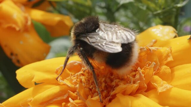 Bumblebee in macro close up 8X slow motion orange flower stock footage