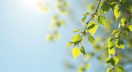 Vibrant Spring Birch Leaves Basking in Sunlight A Nature Photography Image