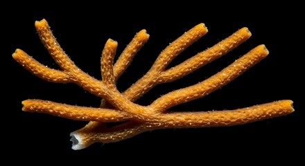 Orange Branching Coral on Black Background