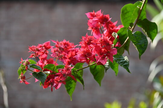 "Vibrant Crimson Cascade: Bougainvillea in Full Bloom"