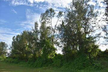 Tall pine trees under a bright blue sky with scattered clouds in a lush green landscape.