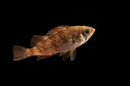 Japanese white seaperch (Sebastes cheni) juvenile, TL:45mm