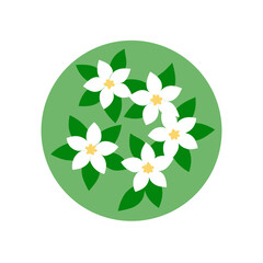 Beautiful Jasmine Flowers Vector Clipart For Floral And Aromatherapy Branding