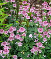 Große Sterndolde (Astrantia major)