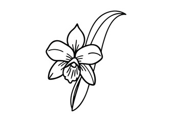 Single elegant orchid flower line drawing.

