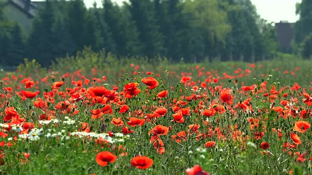 Slow motion footage of a serene poppy field gently swaying in the breeze. The vibrant red poppies move subtly in the wind while bees and bumblebees hover and dart gracefully among the flowers.