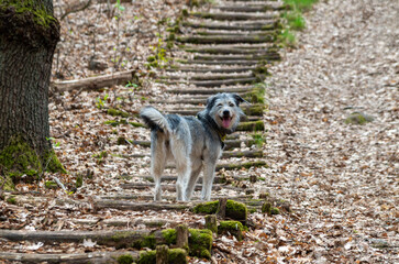 Dog Standing on a Forest Path with Moss-Covered Logs During Autumn in Germany