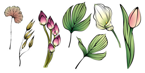 1565_Beautiful natural elements, flowers and leaves isolated on white background