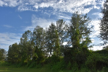 Tall pine trees under a bright blue sky with scattered clouds in a lush green landscape.