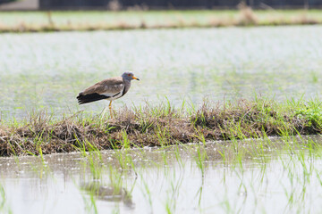 Grey-headed Lapwing searching for food in a rice field in early summer