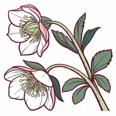 Hellebore Vector Art | Generative AI Linocut Silhouette Design for Floral Illustrations
