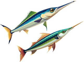 Garfish, sea needle. A long garfish with needle-like jaws, illustrated on plain white background