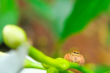 Cute jumping spider on green flower bud, macro nature photography
